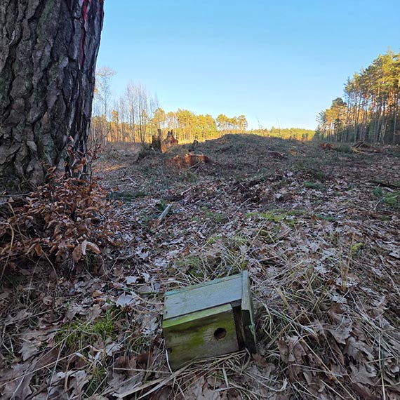 Las znika w oczach. Mieszka�cy Warszowa: „To ju� nie jest inwestycja, to jest dewastacja”