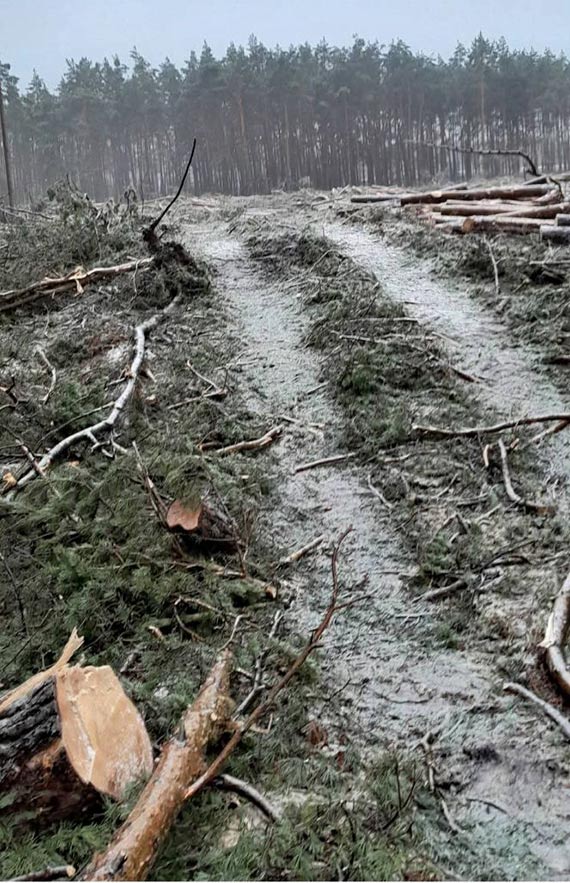 Las znika w oczach. Mieszka�cy Warszowa: „To ju� nie jest inwestycja, to jest dewastacja”
