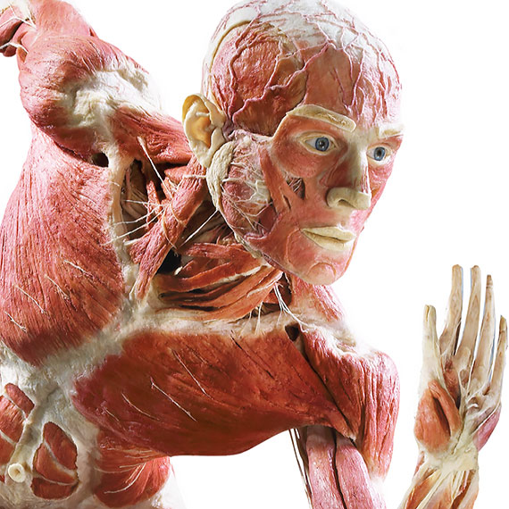 BODY WORLDS - PULSE po raz pierwszy w Polsce. Kontrowersyjna wystawa z prawdziwymi cia�ami ju� w Warszawie