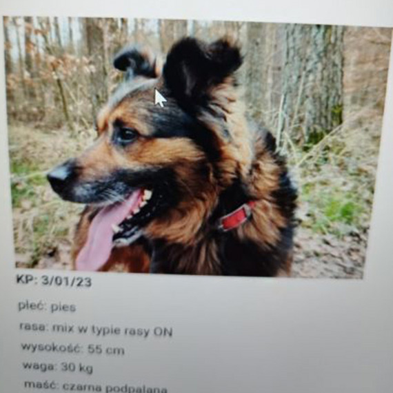 Wirtualna adopcja psa Diego