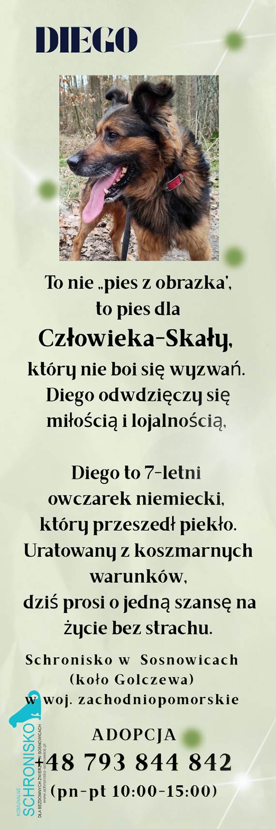 Szko�a w Dziwnowie adoptowa�a Diego. Teraz szuka dla niego prawdziwego domu