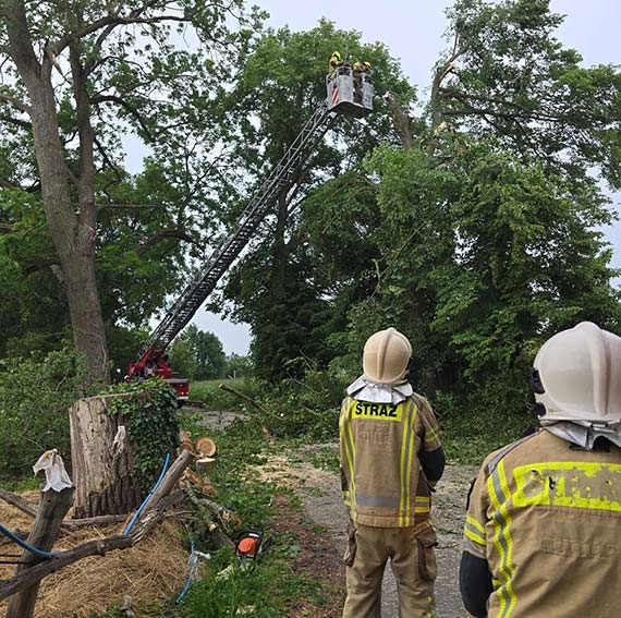 Pęknięty konar zawisł nad drogą. Interweniowali strażacy z Kołczewa