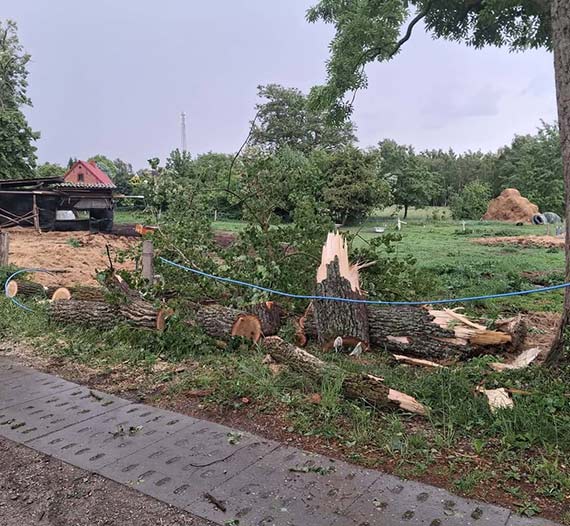 Pęknięty konar zawisł nad drogą. Interweniowali strażacy z Kołczewa