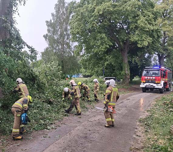Pęknięty konar zawisł nad drogą. Interweniowali strażacy z Kołczewa