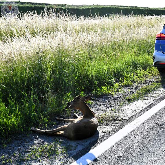 Niecodzienna interwencja szczecineckiej drog�wki