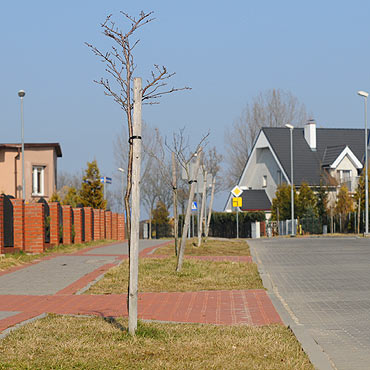 Kamie� Pomorski: Nowe drzewka usch�y