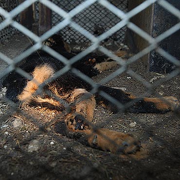 Zag�odzi� psy na �mier�. Uwaga drastyczne zdj�cia!