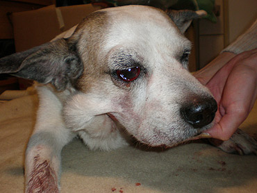 Sadysta pobi� psa i wyrzuci� do �mietnika