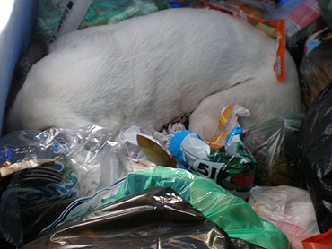 Sadysta pobił psa i wyrzucił do śmietnika