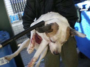 Sadysta pobił psa i wyrzucił do śmietnika