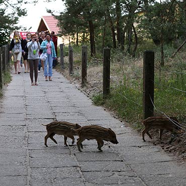 Międzywodzie: Pisk i wrzask! Dziki biegają między turystami