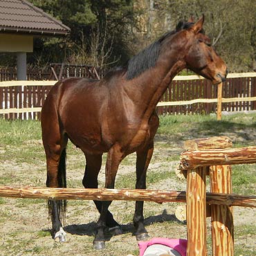 Ko� Plusz ma si� dobrze