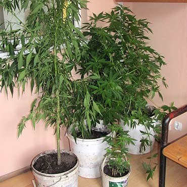 Trzebiat�w: Zatrzymani za upraw� konopi indyjskich