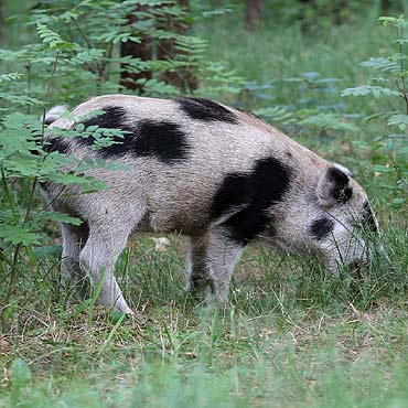 Krowodzik biega po lasach w okolicy Mi�dzywodzia