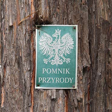 Mi�dzyzdroje: Aposto�, Pan Tadeusz i Przytuleni to nowe nazwy pomnik�w przyrody