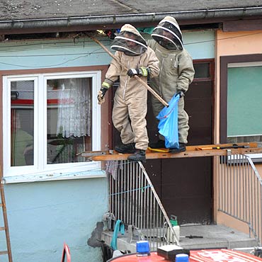 Stra�acy usuwaj� gniazda niebezpiecznych os i szerszeni