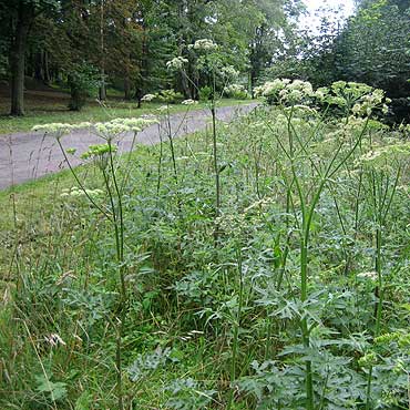 Wolin: Uwaga na toksyczn� ro�lin� Barszcz Sosnowskiego 