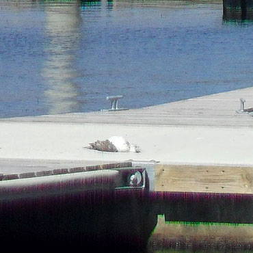 Kamie� Pomorski: Masowo padaj� ptaki