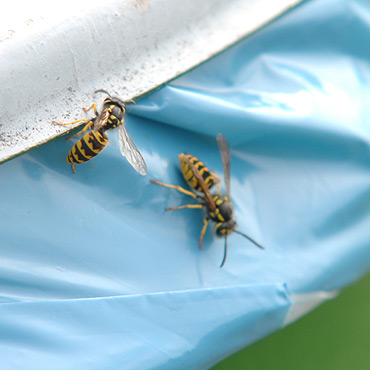 Kamie� Pomorski: Osy w sklepach i ciastkarniach. Klienci uciekaj� przed owadami