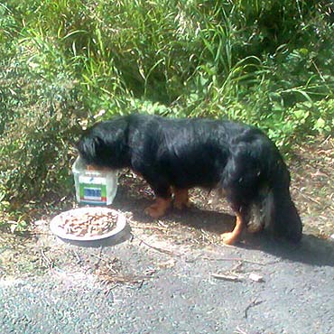 Wyrzucili psa. Kto przygarnie czworonoga?