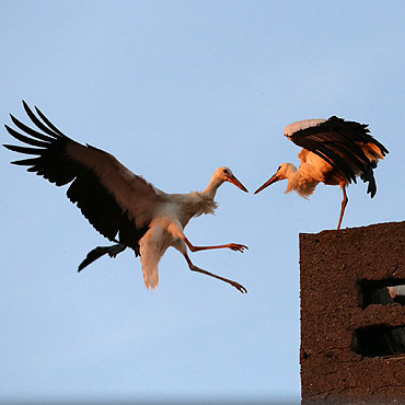 Wolin: Tym bocianom odbiło! Walczyły o komin