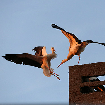 Wolin: Tym bocianom odbiło! Walczyły o komin
