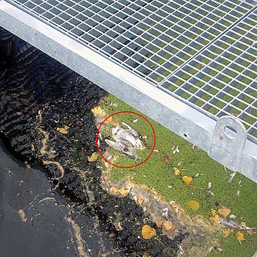 Martwe mewy i butelki po piwie na marinie