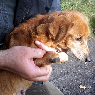 Pies potrzebuje pomocy ludzi