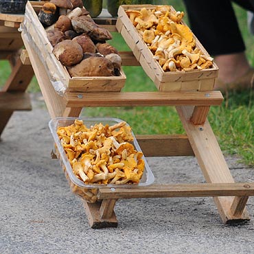 Sprawdź grzyby w kamieńskim sanepidzie