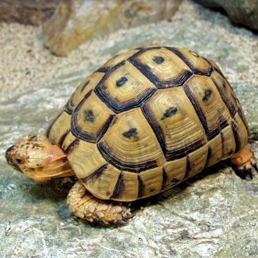 Kamie� Pomorski: Kto ukrad� ��wia ze sklepu zoologicznego?