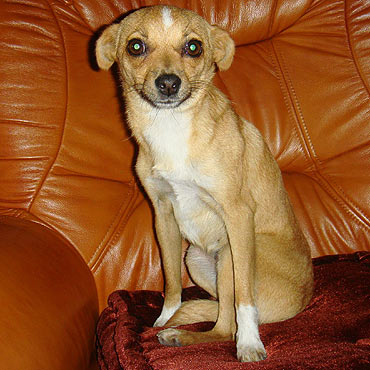 Kamie� Pomorski: Szczeniak szuka nowego domu