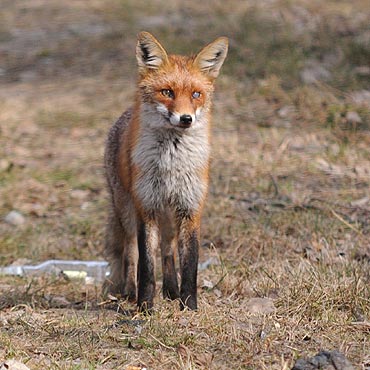 Uwaga! Z samolot�w wyrzuc� szczepionki przeciw w�ciekli�nie