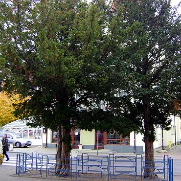 Szlakiem drzew pomnikowych  w Mi�dzyzdrojach