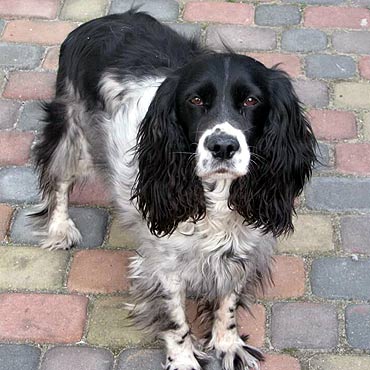 Międzyzdroje: Zaginęła spanielka. Widziałeś ją?!