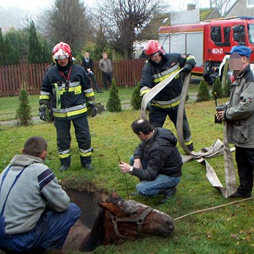 Ko� wpad� do szamba. Stra�acy pomagali w wyci�ganiu