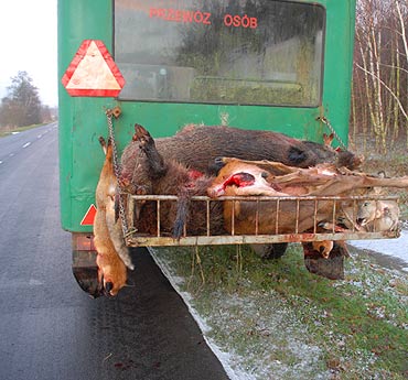Sezon polowa� w podwoli�skich lasach