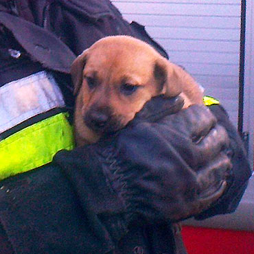 Wysoka Kamie�ska: Zwyrodnialec zamkn�� szczeniaka w reklam�wce