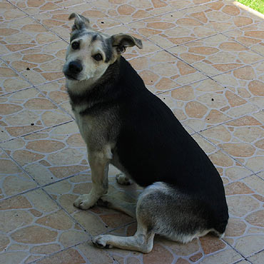 �wierzno: Zagin�� kundelek. Widzia�e� go?