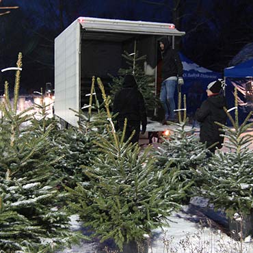 Za �wierk zap�acimy ok. 80 z�otych. Najta�sze choinki u le�niczych!