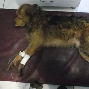 Kamie� Pomorski: Potr�cono psiaka. Weterynarz szuka jego w�a�ciciela