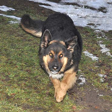 Kamień Pomorski: Przybłąkał się wilczur. Szukamy właściciela