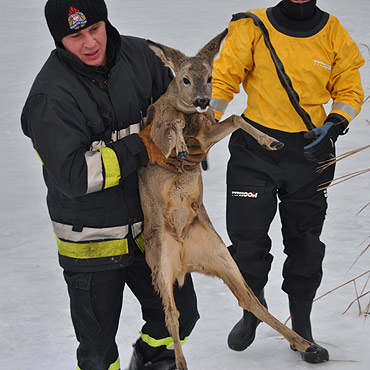 Dramatyczna akcja na zamarzni�tym jeziorze. Stra�acy uratowali sarenk�