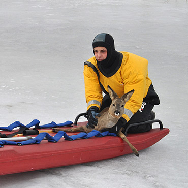 Dramatyczna akcja na zamarzni�tym jeziorze. Stra�acy uratowali sarenk�