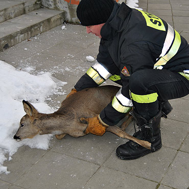 Dramatyczna akcja na zamarzni�tym jeziorze. Stra�acy uratowali sarenk�