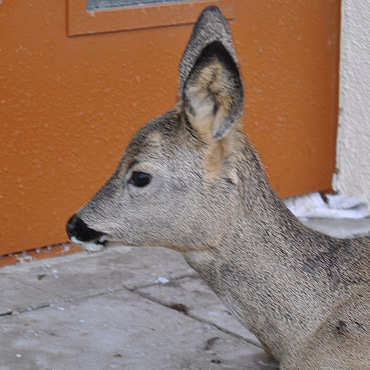 Dramatyczna akcja na zamarzni�tym jeziorze. Stra�acy uratowali sarenk�