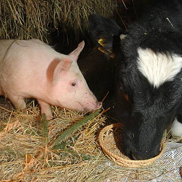 Czy zwierzęta mówią ludzkim głosem? Sprawdziliśmy!