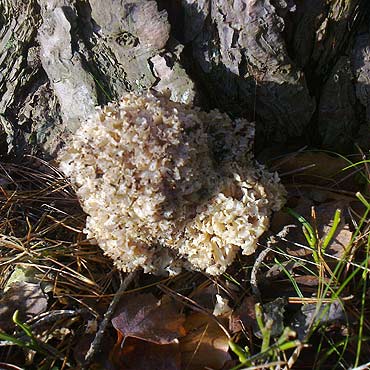 Wysoka Kamie�ska: Nie do wiary! W lasach pojawi�y si� grzyby