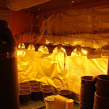 Zamiast parzy� kawk�, hodowa� marihuan�