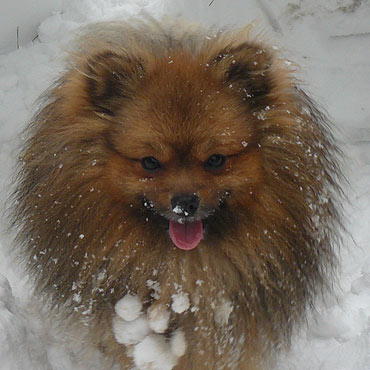 Pom� odnale�� psa. Zagin�� w Dziwnowie