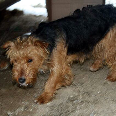 Szukamy w�a�ciciela psa